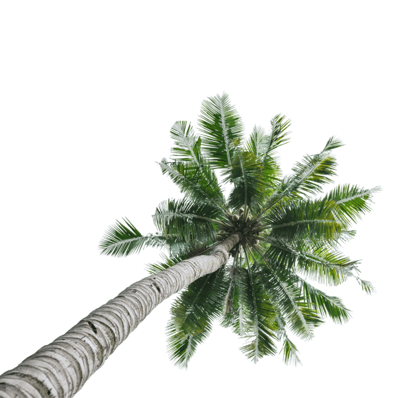 Coqueiro